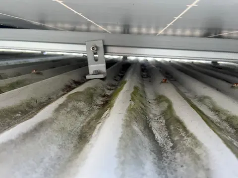 Looking under a solar panel along the mounting rail, with green grime and dirt built up in the channels of the metal roof