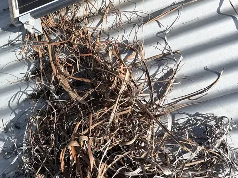 A nest of dry grass on a metal roof, packed against the corner bracket of a solar panel