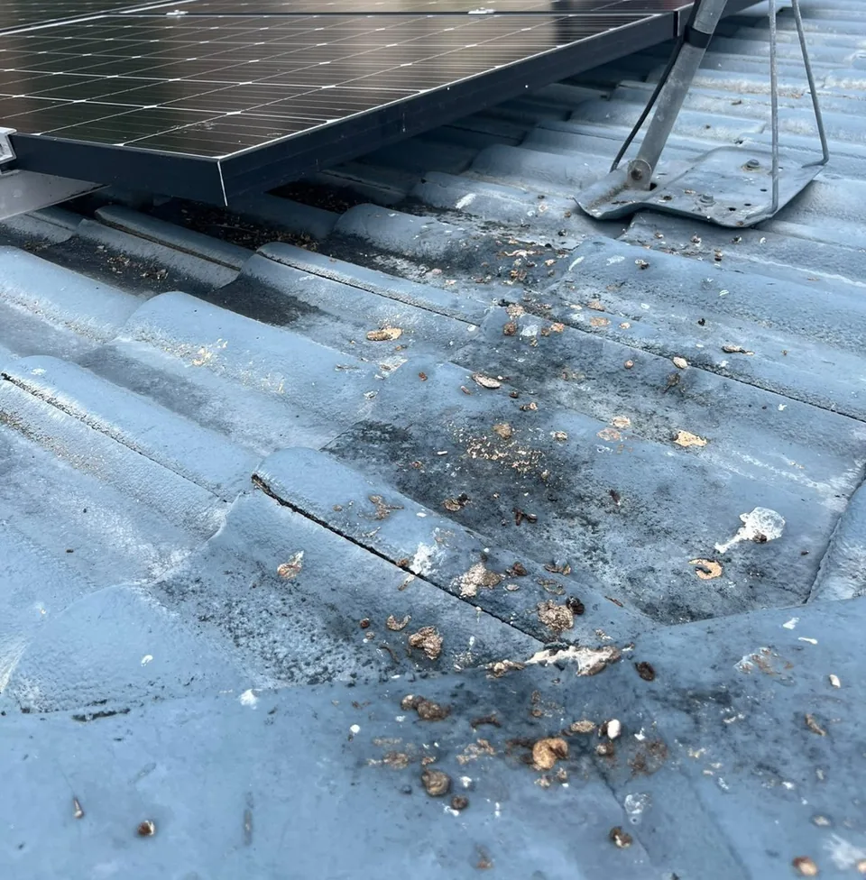 Bird droppings and husks scattered across grey roof tiles right next to the edge of a row of solar panels