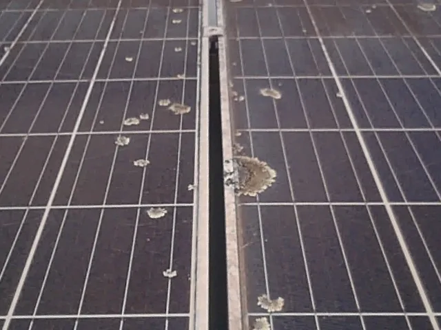 Pale spots of lichen and bird droppings on the glass of two solar panels, either side of the gap between them