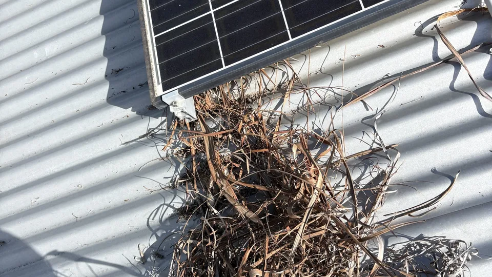 A nest of dry grass on a light grey metal roof, pushed up against the bottom corner of a solar panel
