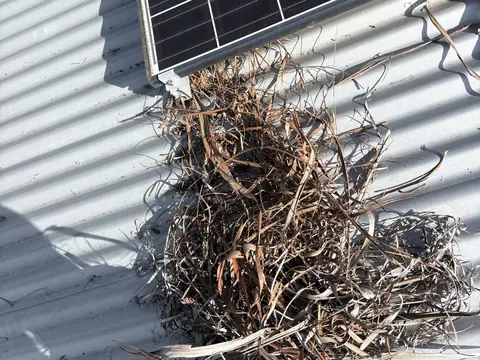 A nest of dry grass on a metal roof, under the edge of a solar panel