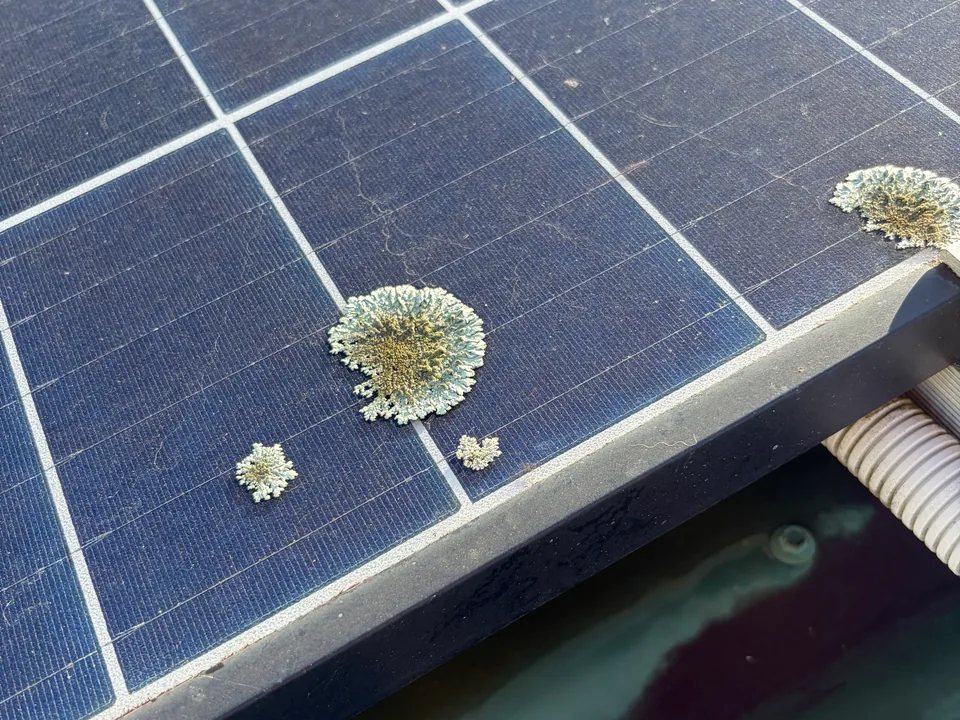 Close up of pale lichen patches growing on the glass of a solar panel on a Mackay roof