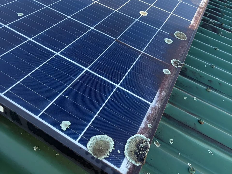 Lichen growing along the lower edge and frame of a row of solar panels
