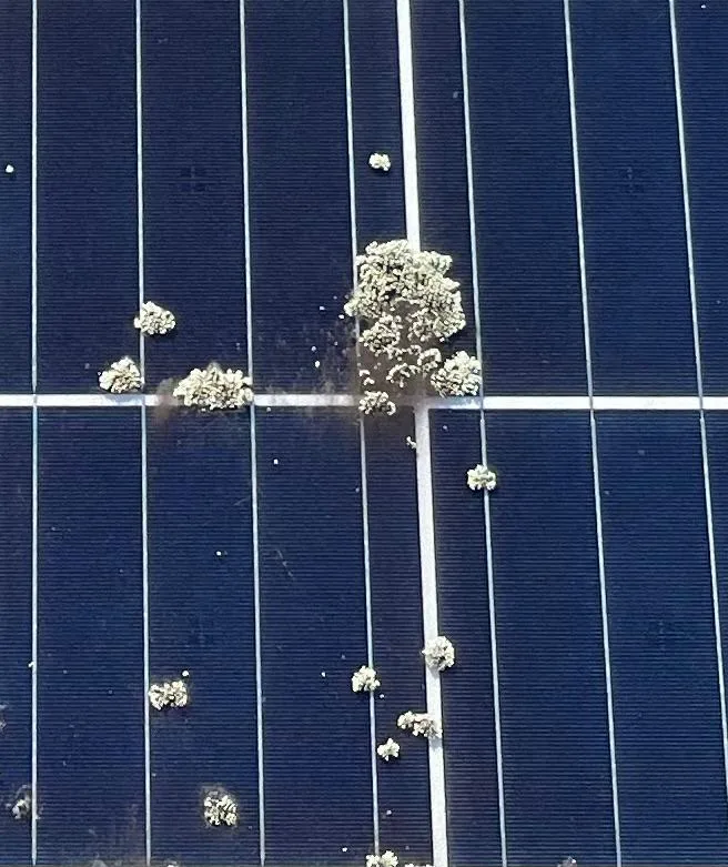 A cluster of lichen spreading across the cells of a solar panel, with a film of dirt around it