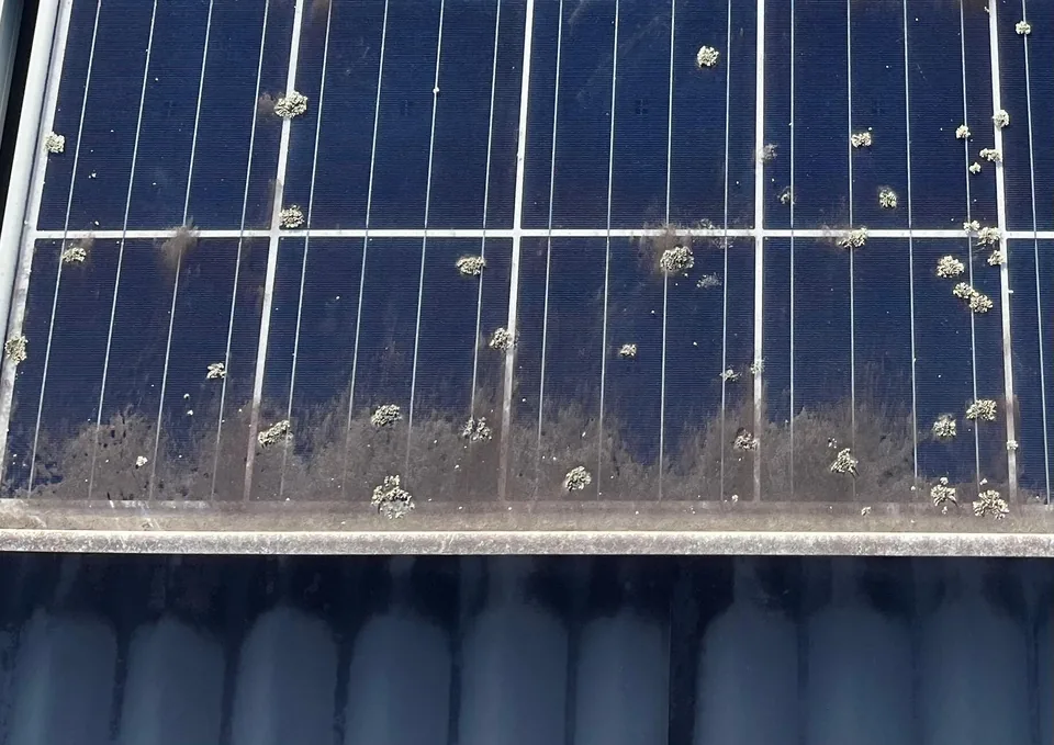 Lichen and a band of dirt along the bottom edge of a solar panel, before we cleaned it